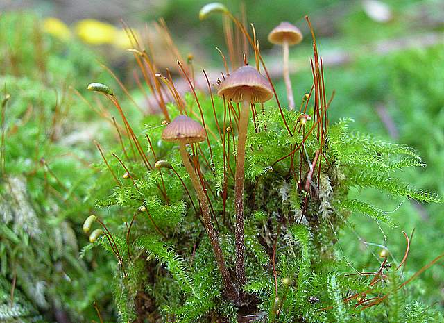 La Flora fungina negli aspetti microclimatici subtropicali
